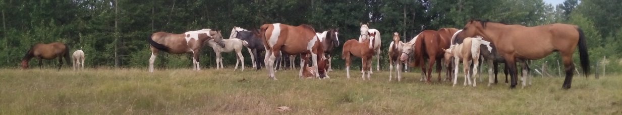 SLR Paints and Quarter Horses